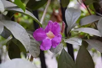 Glowvine