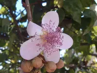 lipsticktree (Bixa orellana) plant