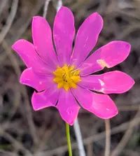 Bartram's Rose Gentian (Sabatia decandra) plant