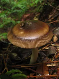 Western Grisette (Amanita pachycolea) plant