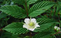 mountain raspberry (Rubus fraxinifolius) plant