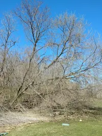 boxelder tree