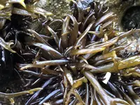 Lawn alga (Chondracanthus canaliculatus) plant