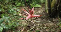 Tillandsia bulbosa in nature