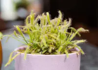 Drosera capensis