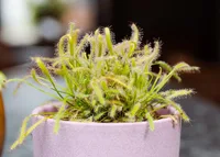 Drosera capensis