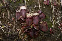 Australian pitcher plant
