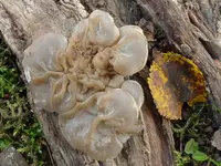 Tripe Fungus