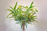Corn Plant