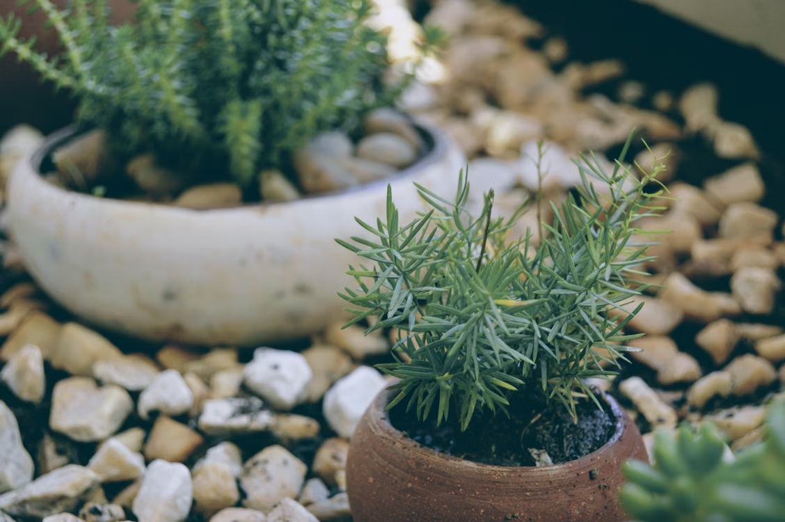 Best Plants That Repel Spiders - Rosemary