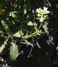 Brassica insularis