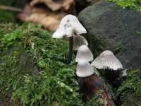 angel's bonnet