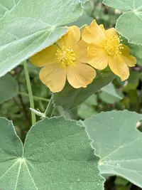 Chisos Mountain false Indianmallow (Allowissadula holosericea) plant