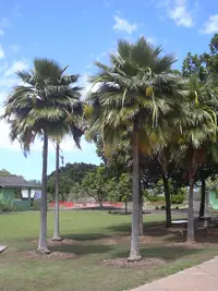 Fiji fan palm