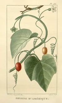 American melonleaf