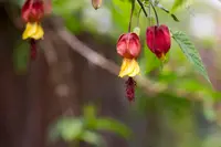 Trailing abutilon