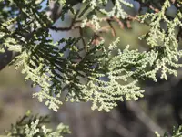 MacNab cypress