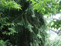 Coffin Tree