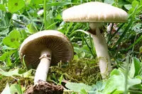 Spring Fieldcap