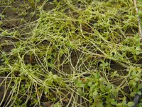 winged water-starwort