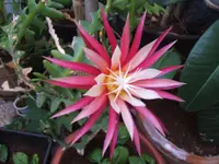 Ric Rac cactus