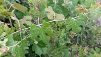 calloose grape