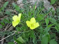 stemless evening primrose (Oenothera triloba) plant
