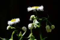 eastern daisy fleabane (Erigeron annuus) plant