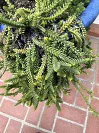 Rattail crassula photo by a Botan App user