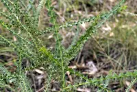 Ovens wattle