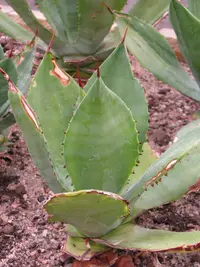 Agave seemanniana