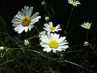 Oxeye Daisy (Leucanthemum vulgare) plant