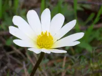 Palmate Anemone