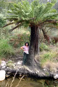 common tree fern