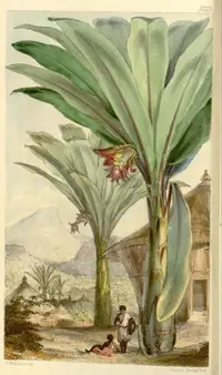 false banana (Ensete ventricosum) plant