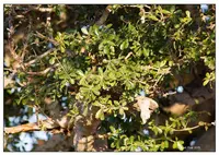 lowveld milkberry