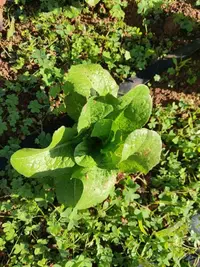 Garden Lettuce
