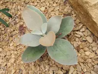 Copper Spoons