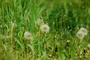 weeds