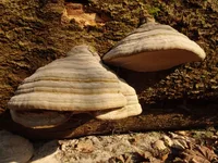 Hoof Fungus