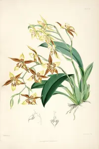 Rhynchostele maculata (Rhynchostele maculata) plant