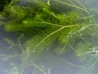 shortspike watermilfoil (Myriophyllum sibiricum) plant