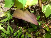 guapa (Dracontium polyphyllum) plant