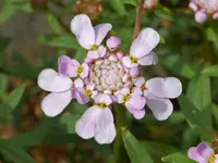 globe candytuft (Iberis umbellata) plant