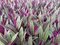 Moses-in-the-cradle (Tradescantia spathacea) plant