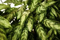 Dumbcane (Dieffenbachia Star Bright) plant