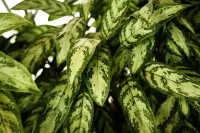 Dumbcane