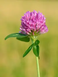 Red Clover (Trifolium pratense) plant