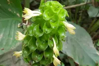 Goeppertia cylindrica