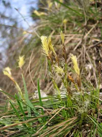 Dwarf Sedge (Carex humilis) plant